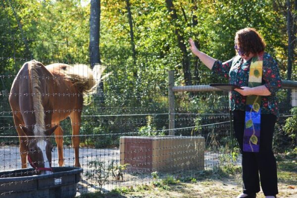 Horse being blessed